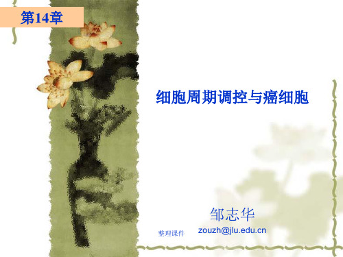 费晓方《细胞生物学》14ch14-细胞周期调控与癌细胞