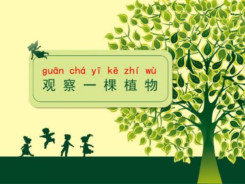 小学一年级科学  观 察 一 棵 植 物