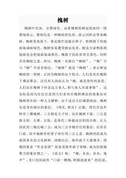 槐树