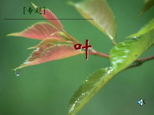 专题叶精品课件