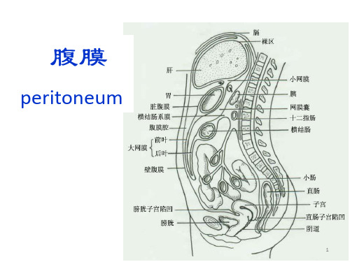 人体解剖学--腹膜ppt课件