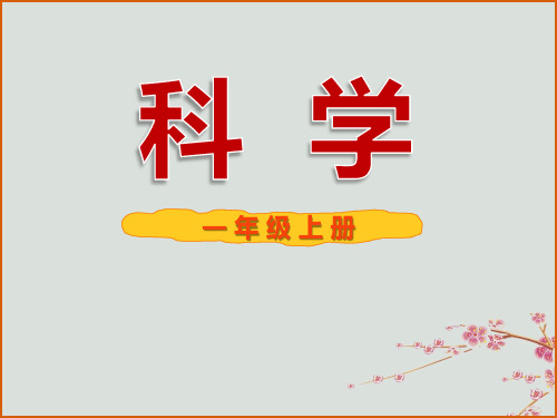 一年级科学上册 水果和蔬菜7蔬菜长在哪里 课件(新版)粤教版