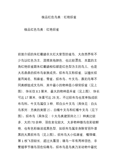 极品红色鸟类：红艳织雀