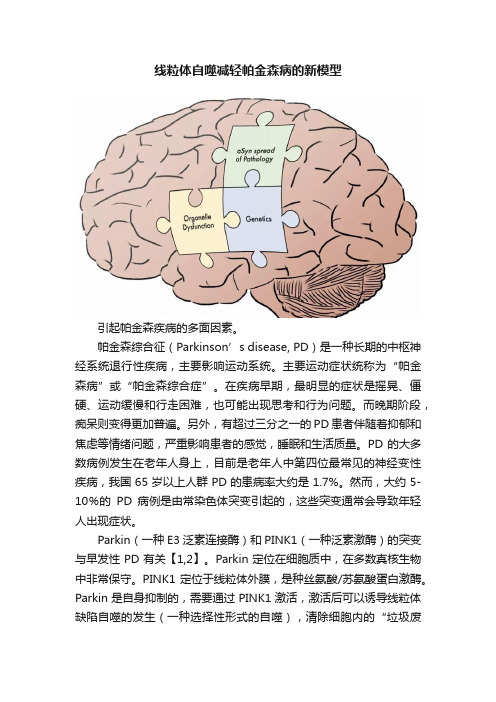 线粒体自噬减轻帕金森病的新模型
