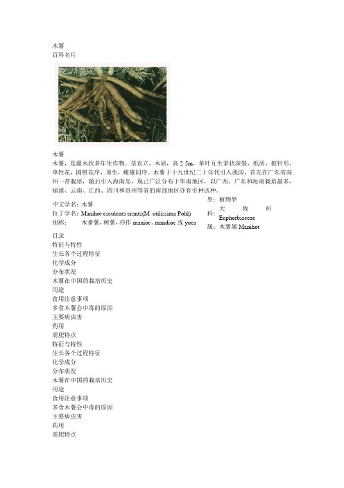 木薯