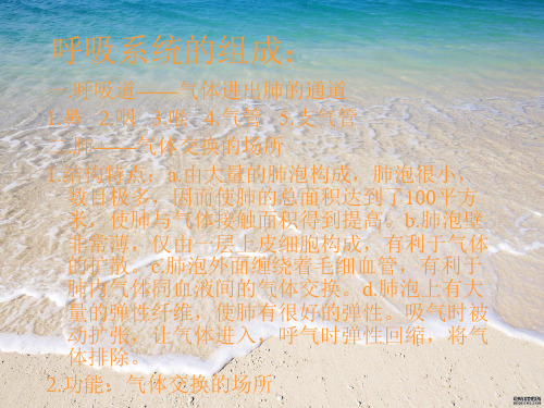 呼吸系统的组成PPT教学课件