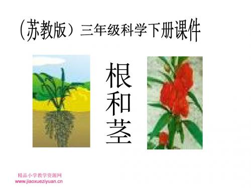 苏教版小学科学三年级下册《根和茎》课件