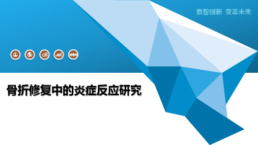 骨折修复中的炎症反应研究
