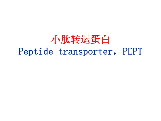 小肽转运蛋白