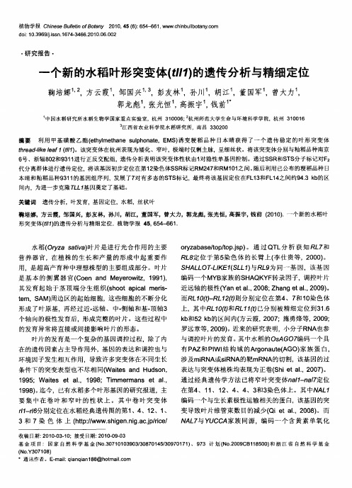 一个新的水稻叶形突变体(tll1)的遗传分析与精细定位