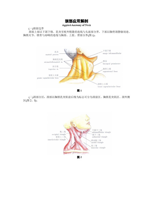 颈部应用解剖