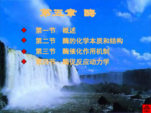 生化酶课件