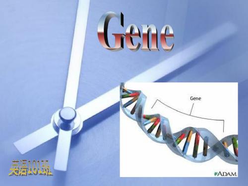 英文PPT    基因gene