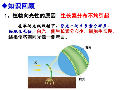第三章 第二节和第三节  生长素的生理作用和其他植物激素 第1课时PPT课件