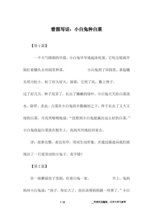 看图写话：小白兔种白菜