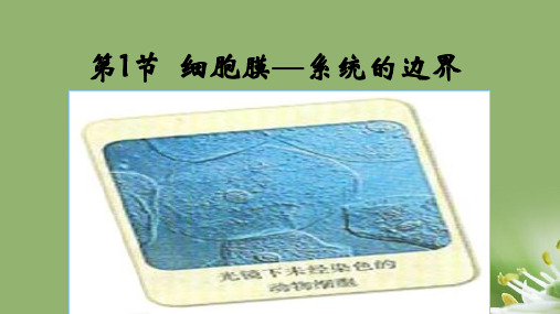 细胞膜——系统的边界ppt73 人教课标版精选教学PPT课件