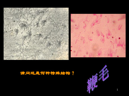 微生物学实验考试复习及参考答案