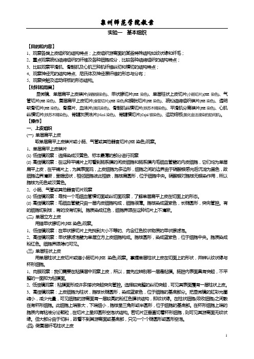 实验一  基本组织