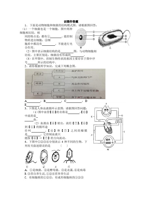 初中生物识图作答专项练习题
