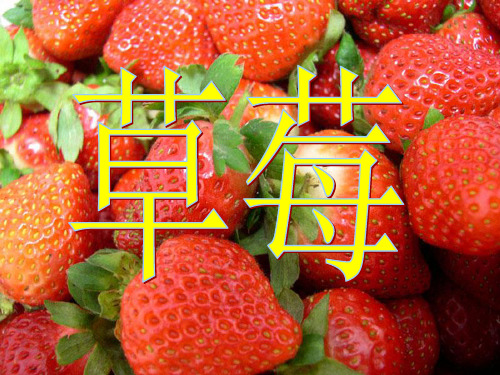 草莓PPT9 语文版 (共21张PPT)