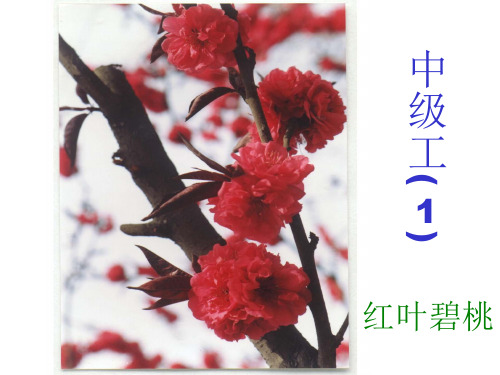 北京市园林绿化工考试要求识别的植物(中级工40种)