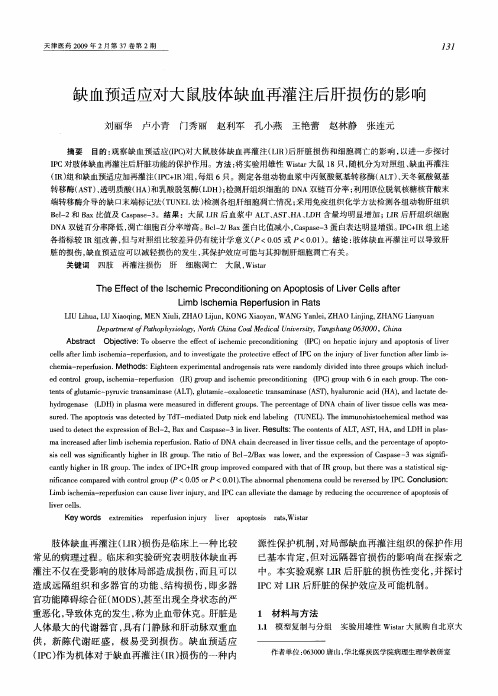 缺血预适应对大鼠肢体缺血再灌注后肝损伤的影响