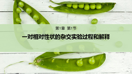 高中生物必修2优质课件原创10：1.1.1 一对相对性状的杂交实验过程和解释