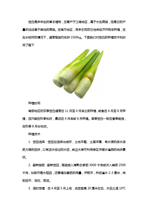 茭白种植技术和时间