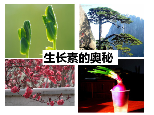 人教生物必修3第3章第2节 生长素的生理作用
