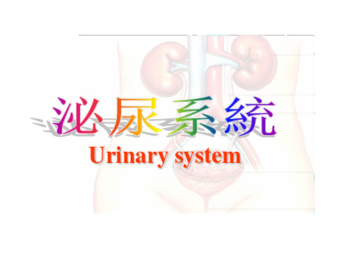 人体胚胎学-泌尿系统  PPT课件