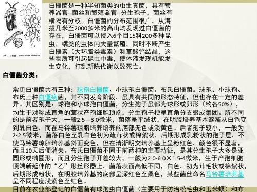 白僵菌