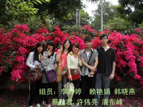 大戟科