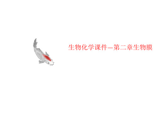 生物化学课件—第二讲义章生物膜
