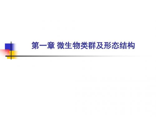 微生物形态、结构讲解