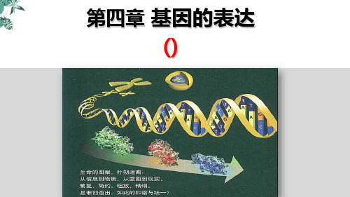人教高中生物必修2第4章基因的表达章末复习整合公开课PPT(23张)