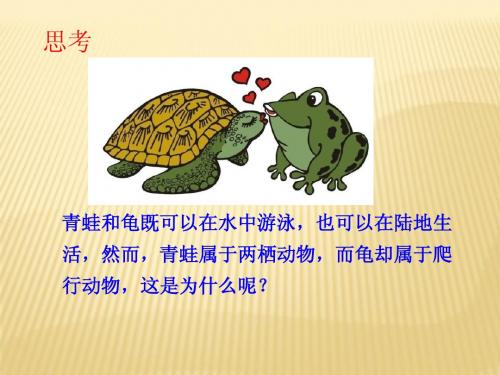 5.1.5两栖动物和爬行动物