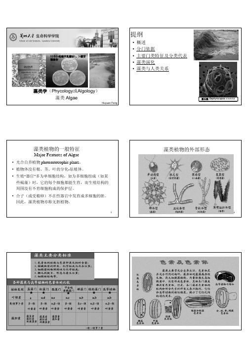藻类