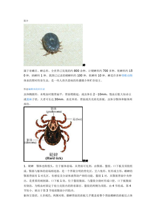 蜱虫