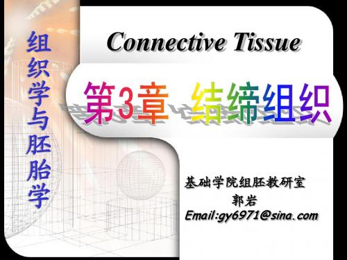 第3章 结缔组织