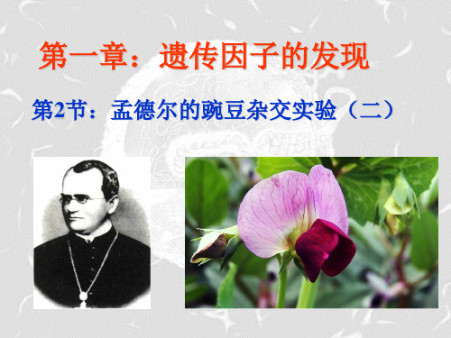 人教版高一生物必修二1.2《孟德尔的豌豆杂交实验(二)》课件