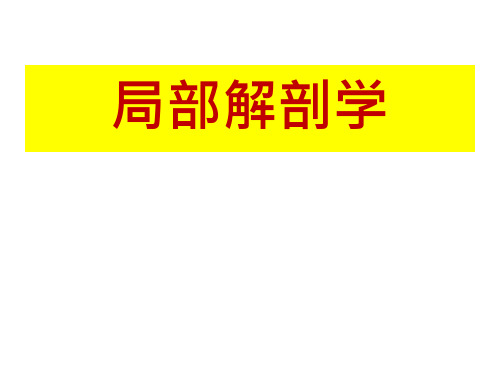 【课件-局部解剖学】_上下肢浅层