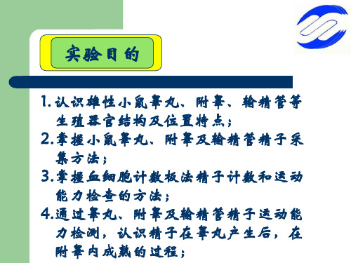 实验一小鼠睾丸附睾及输精管精子采集运动能力检测与结构观察