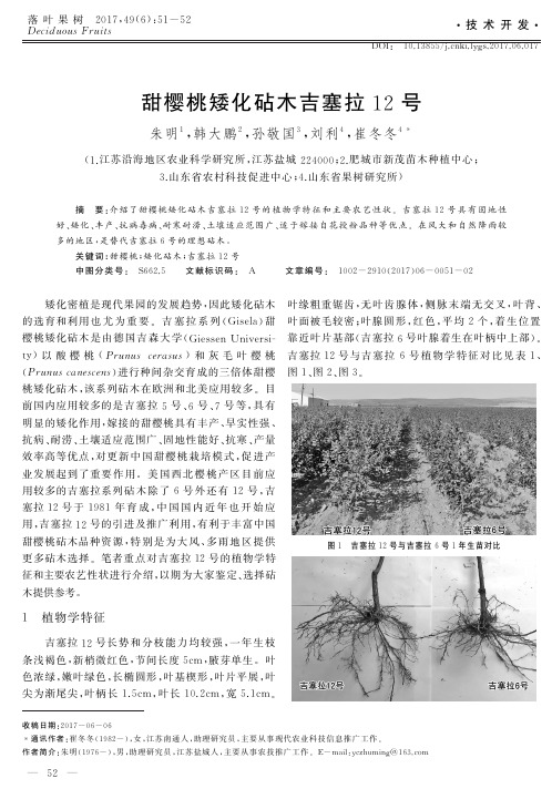甜樱桃矮化砧木吉塞拉12号
