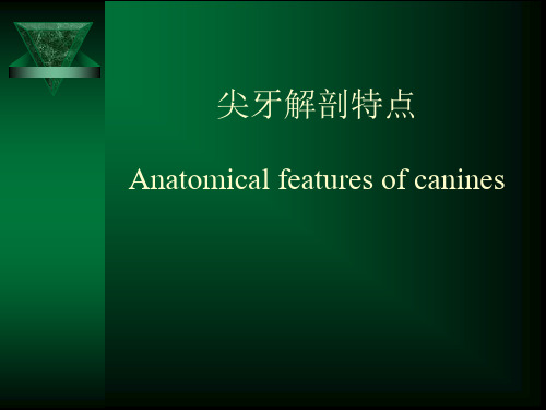口腔解剖生理学：尖牙解剖特点
