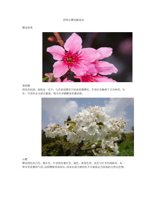 樱花解说词