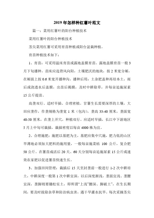 2019年怎样种红薯叶范文.doc