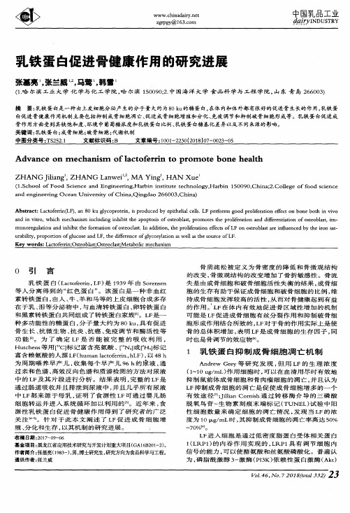 乳铁蛋白促进骨健康作用的研究进展