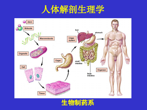 人体生理解剖-第一章-绪论