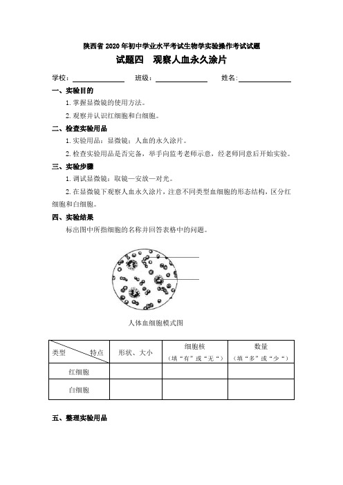 试题四  观察人体血液的永久涂片