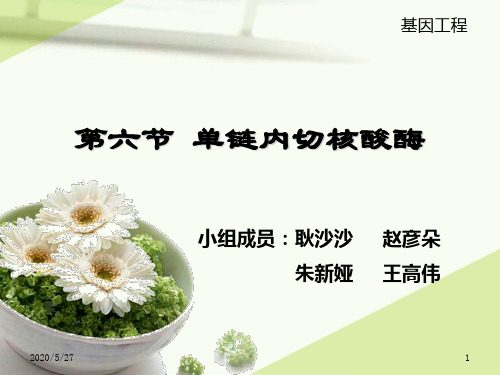 【精选】第六节 单链内切核酸酶
